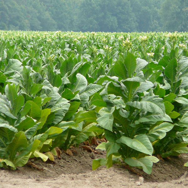 Alachua County Farm Bureau - 3