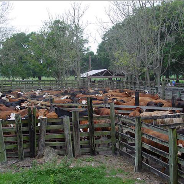 Alachua County Farm Bureau - 5